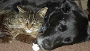 Bild zum Beitrag den Feind lieben: Hund und Katze schlafend auf dem Boden